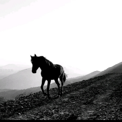 阿吉野马